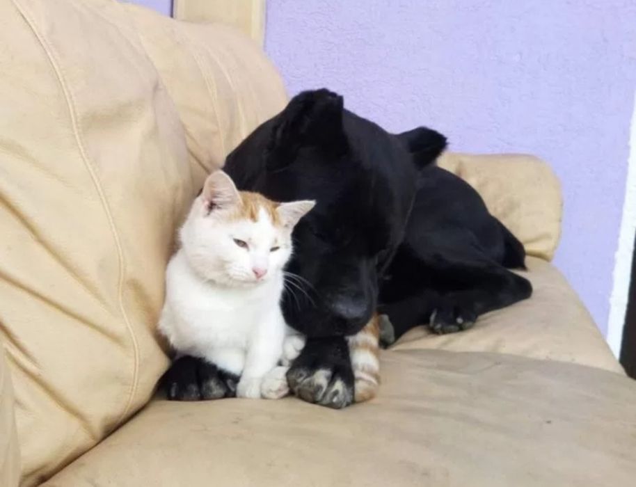 Мальчики кане корсо. 1,5 мес.