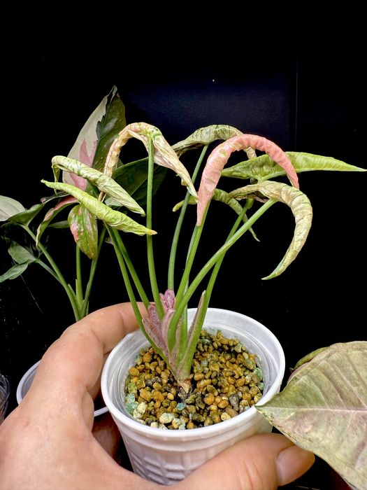 Syngonium Pink Rolli , kolekcjonerskie
