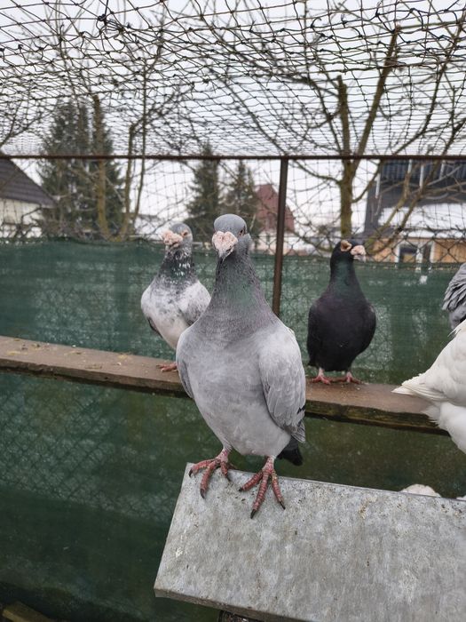 Gołębie staropolskie