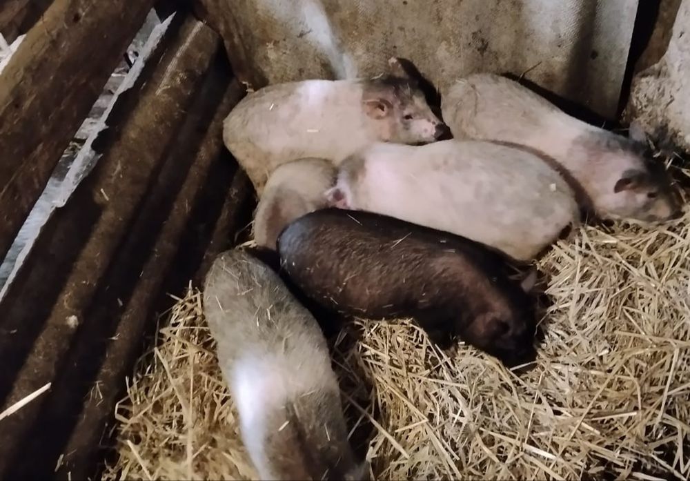 Продам поросят 2 місячних