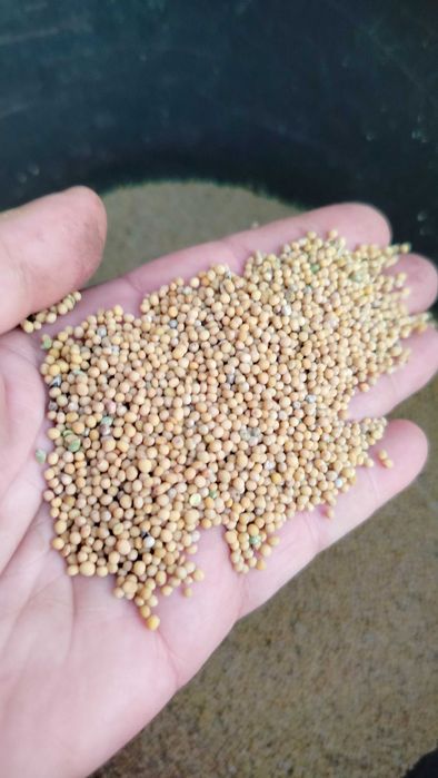 Sprzedam gorczycę tegoroczną czyszczoną