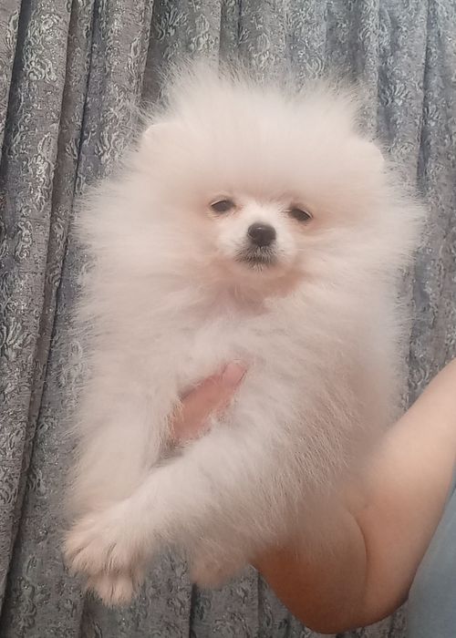 Детки конфетки, Девочки и мальчики.