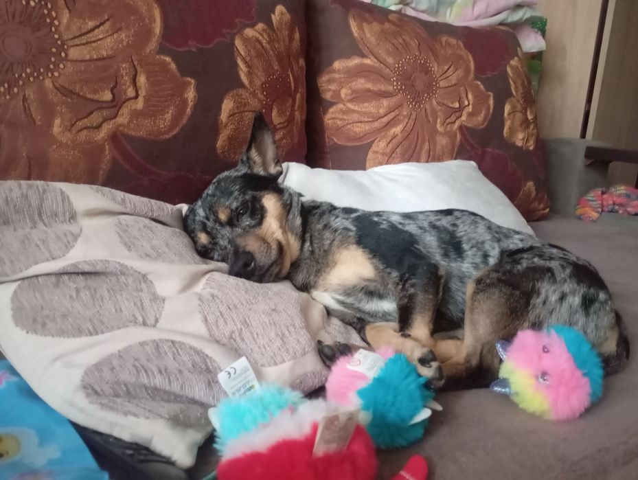 Срочно віддам собаку