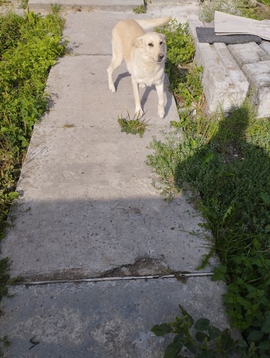 Собака,метис,спокійна.