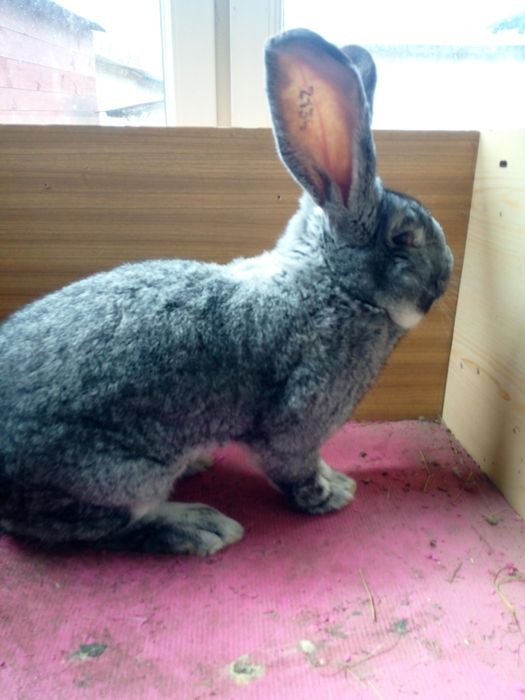 Olbrzym belgijski szynszylowy