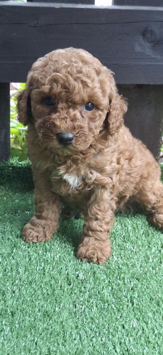 Maltipoo z metryką