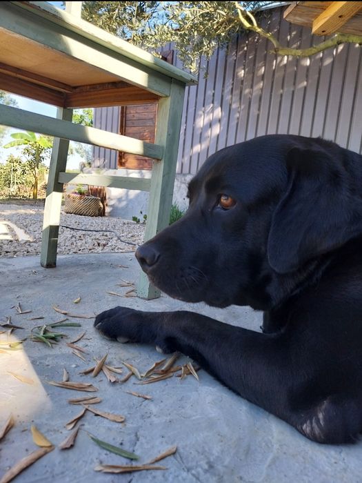 Dou labrador fêmea