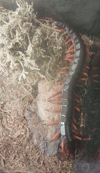 Scolopendra subspinipes "red"  samica z terrarium