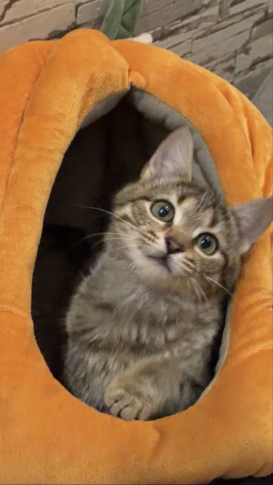 Віддам у добрі руки