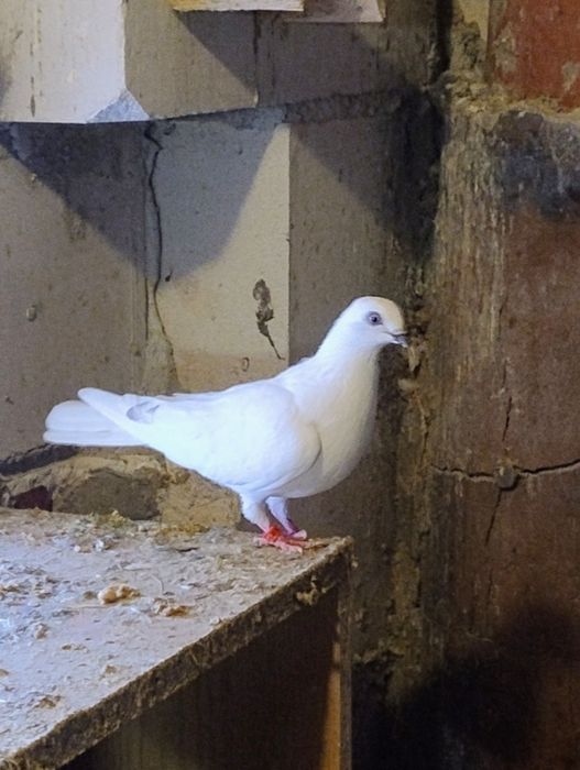 Gołębie Budapeszty