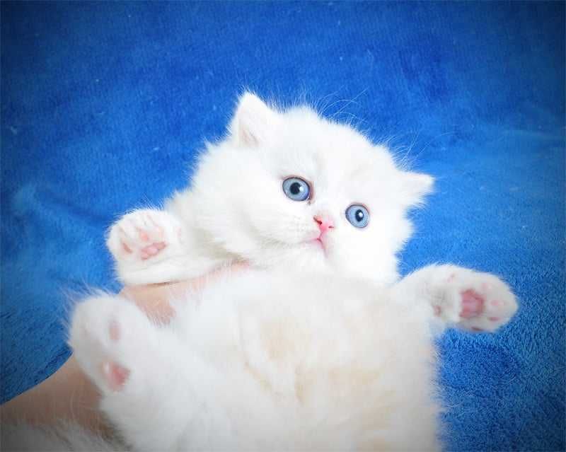 Шотландские малыши Фолд девочка и стр айт Хайленд