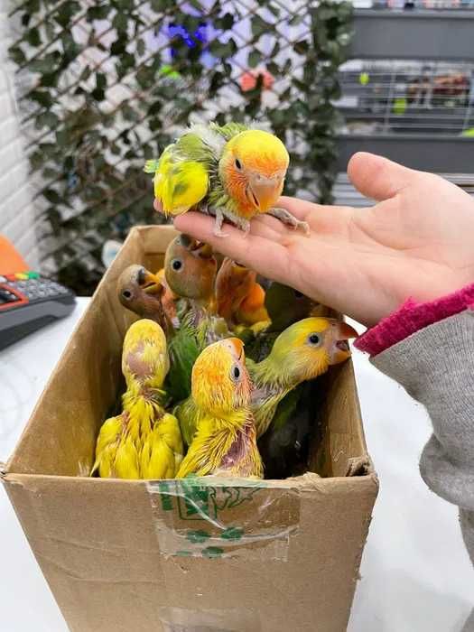 Agarponis Roseicollis ( Loja Profissional ) acabar de criar á mão
