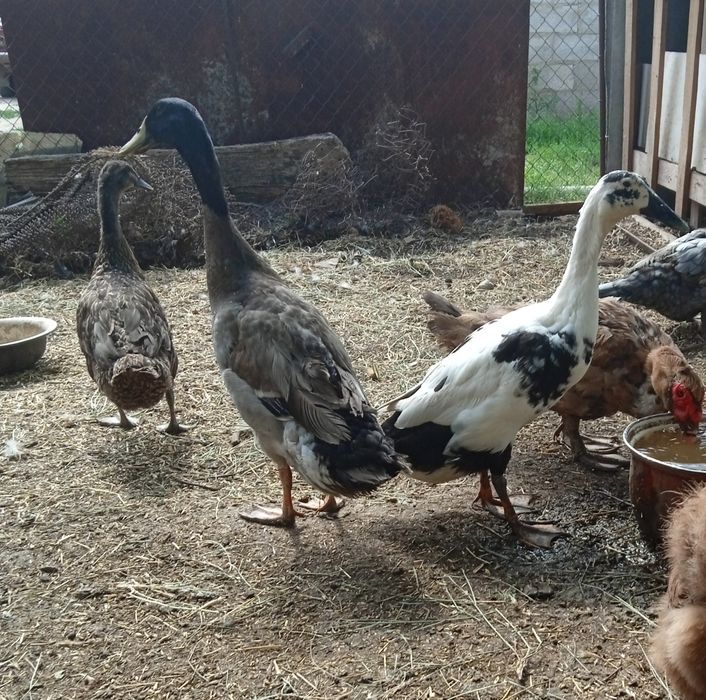 Індійський бігунок,качки