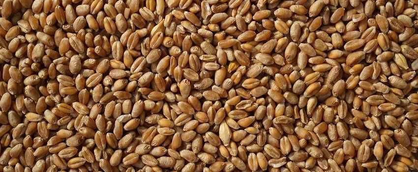 Sprzedam  pszenice jeczmien pszenżyto owies  ziemniaki Soraya Tajfun