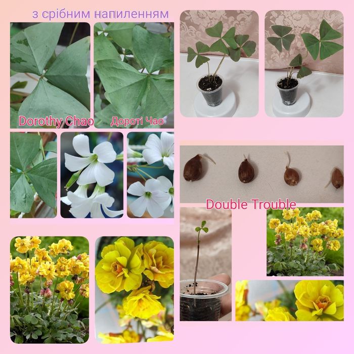 Кислица более 10 сортов оксалис ( добре утро, цветок счастья, клевер)