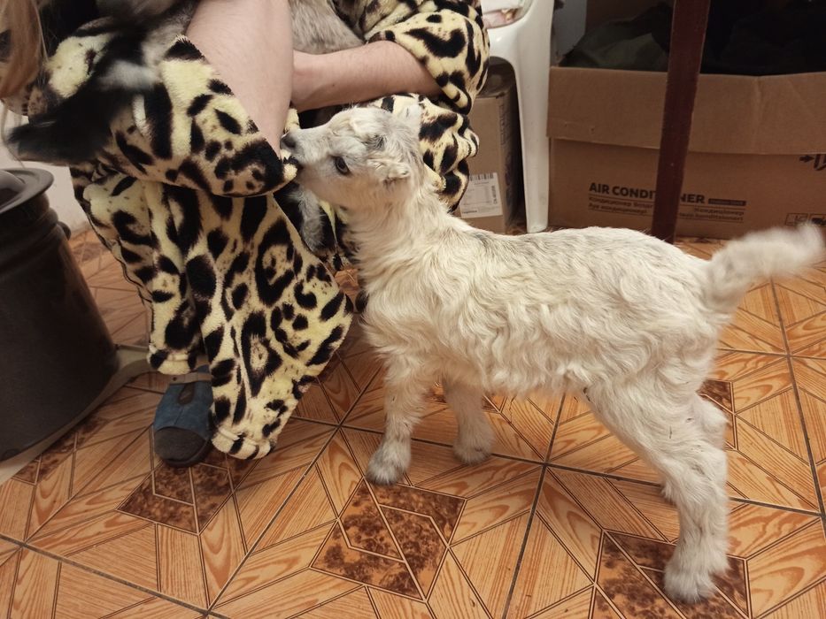 Продаются  маленькие козлята