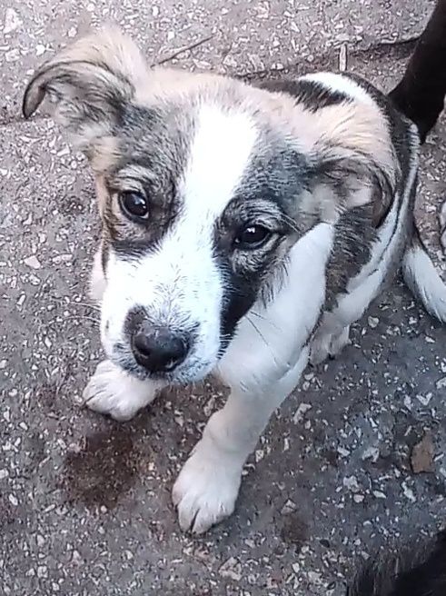 Цуценятко Інала в добрі руки