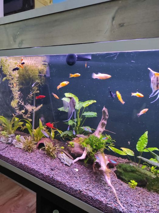 Akwarium 200l cały komplet