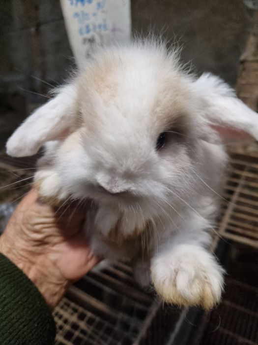 Kit coelhos anoes mini lop, mini holandeses e toys no criador