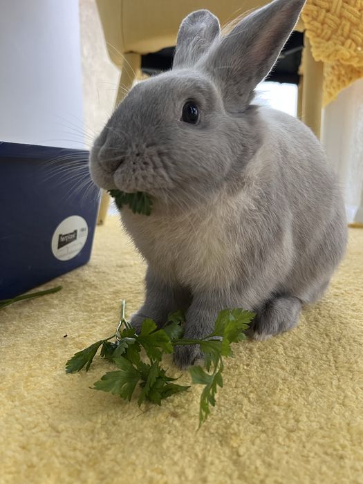 Віддам кролика в добрі руки, дуже милий й пухнастий