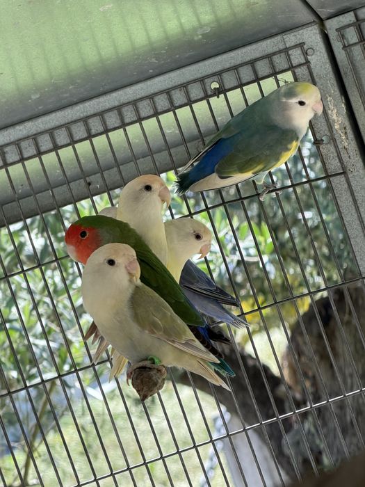 Agapornis roseicollis