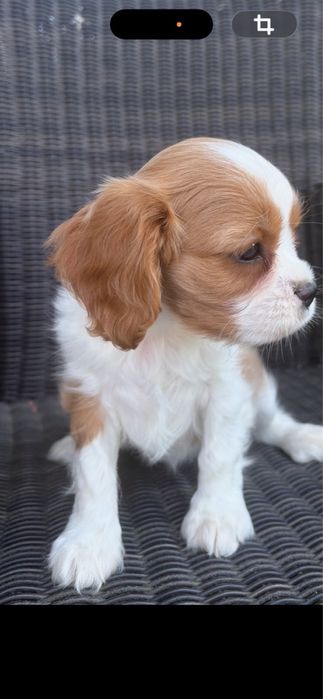 Cavalier King Charles Spaniel -suczka Zkwp.Fci