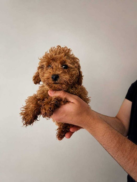 (!) Caniche Toy Mini Menino Disponível