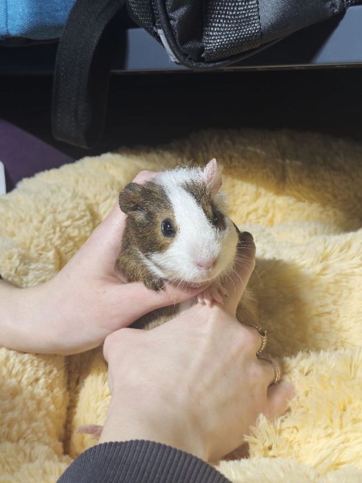 Милі морські свинки