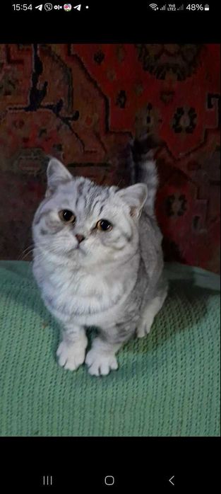 Британський котик з доставкою