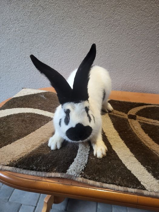 Німецький строкатий велетень