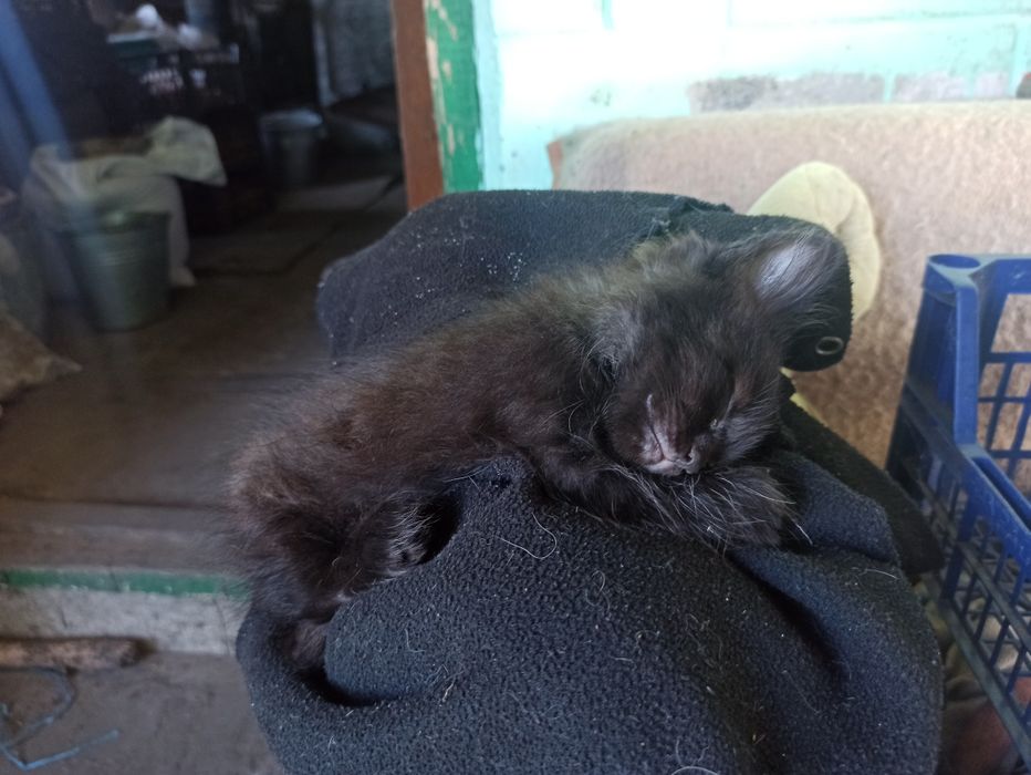 Отдам котят в добрые руки