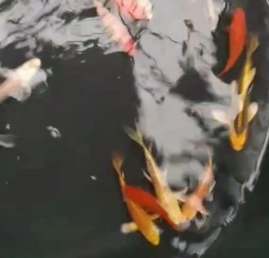 Карп кои, разные размеры и цвет