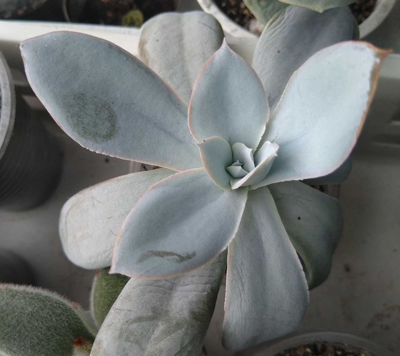 Echeveria cante эхеверия эчеверия суккулент