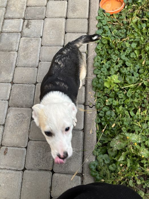 Цуценя в люблячу родину