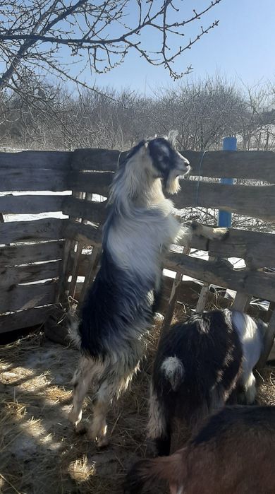 Козлик  Ламанча 1 рік і 2 місяці. Кози.