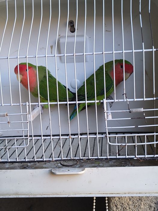 Dois machos longfether reprodutores