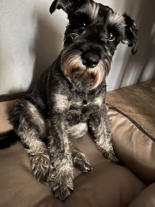 Sznaucer miniaturka suczka adopcja