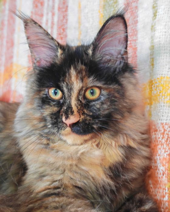 Maine Coon kotka FPL
