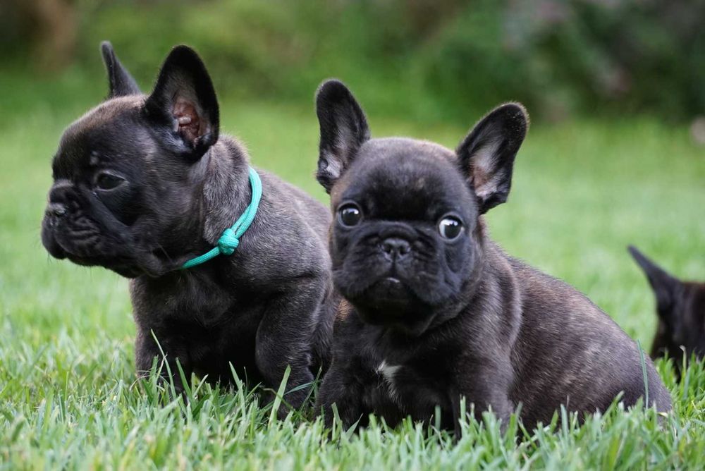 Buldog francuski ZKwP