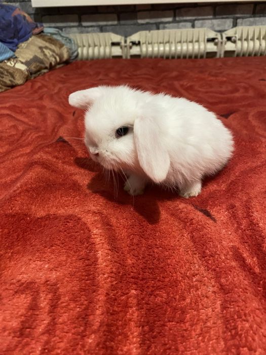 Вислоухие декоративные кролики