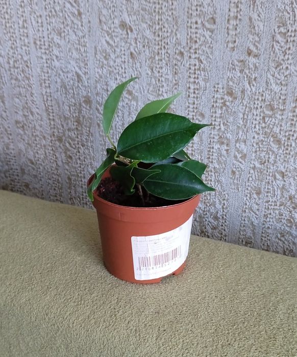 Фікус бенджаміна Даніель