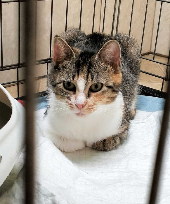 ROZALKA  FIV+ czeka na dom