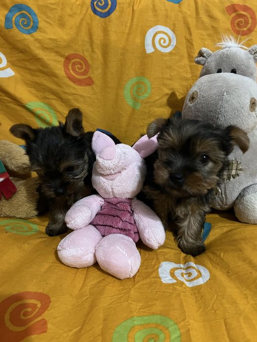 Цуценята йоркширського терʼєра дівчинка