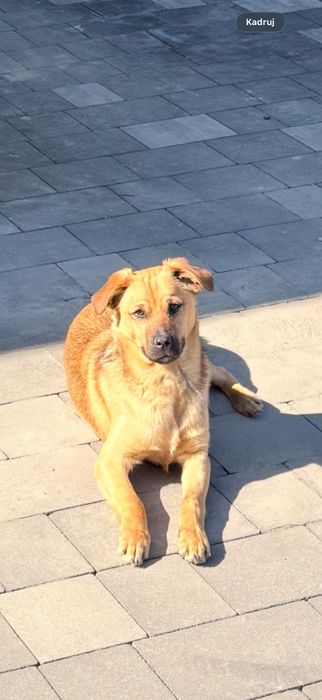 Pies Mieszaniec - za darmo