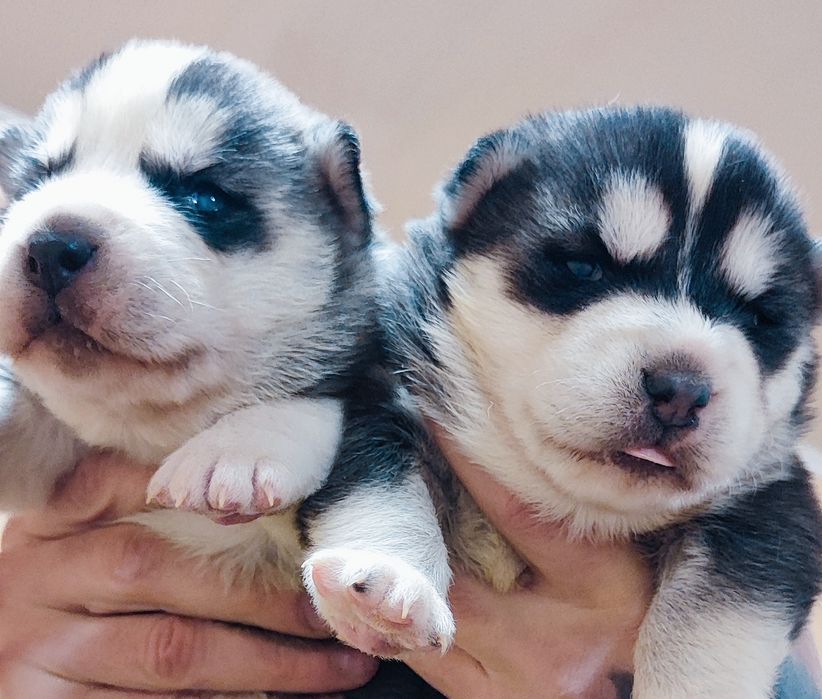 Класні пацани та дівчатка ! Продам