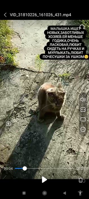 Отдам молодую кошечку вислоушку в хорошие руки