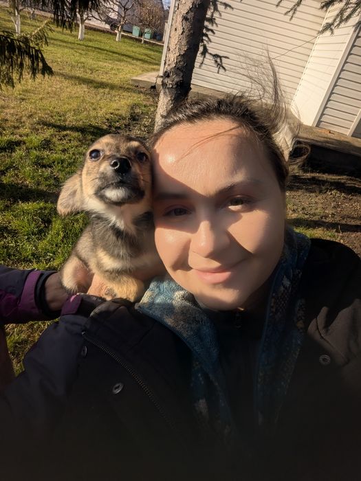 Щенятко Рей шукає родину