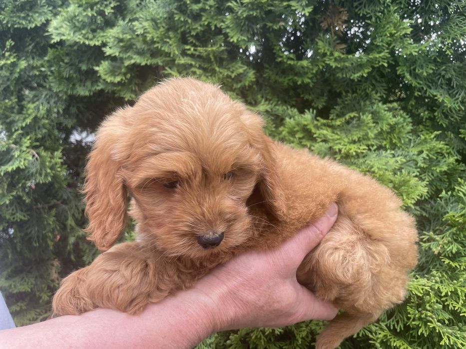 Cockapoo suczki i piesek