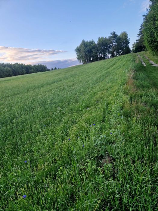 Działka budowlana na kaszubach - Widok 3