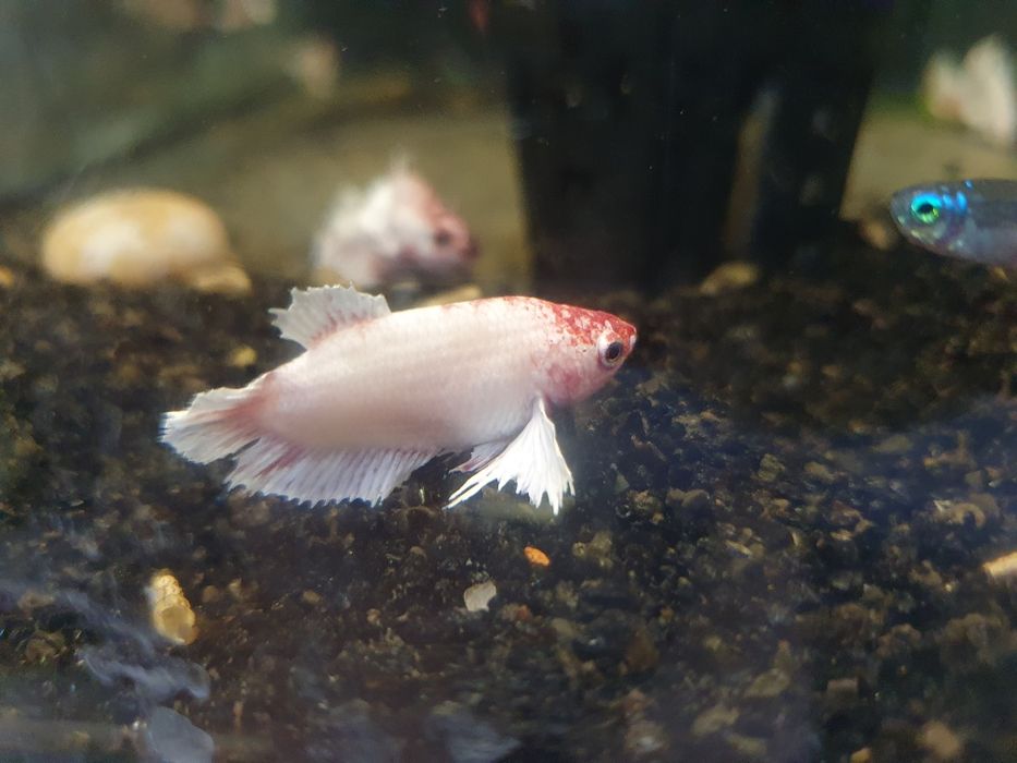 Bojownik Betta samice kraj bardzo łagodne do innych ryb W-wa